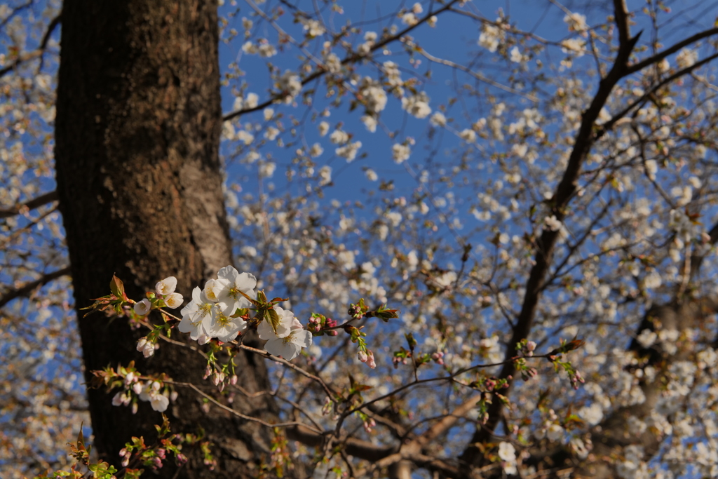 桜