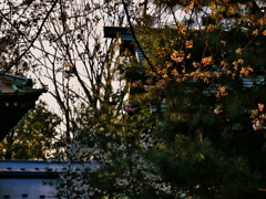 夕時の　色を混ぜたり　桜色
