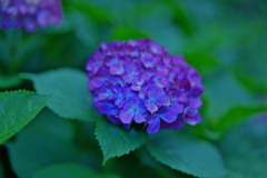 アジサイ