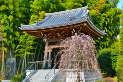 寺にも春