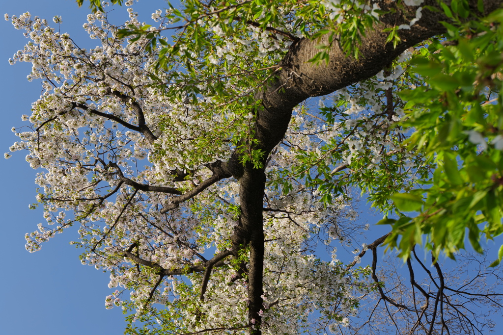 桜