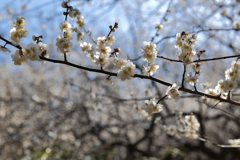 梅か桃か桜か