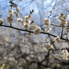 梅か桃か桜か