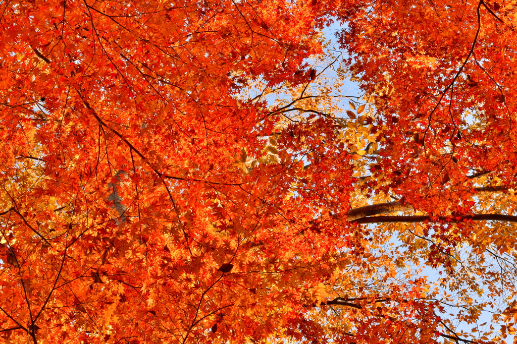 紅葉に水たまり