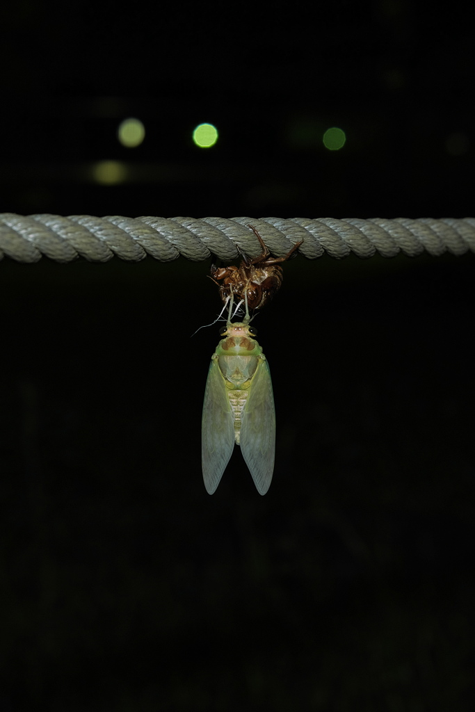 脱ぎたて、ぶら下がり、ホヤホヤ