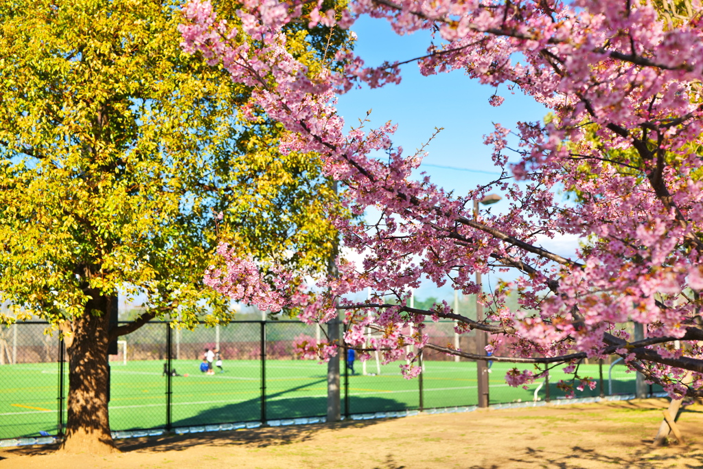 サッカーと桜