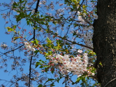 桜の咲く道で