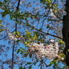 桜の咲く道で