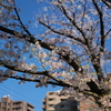 ビルに囲まれ、少しだけ日を浴びる桜。