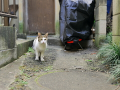 大きな猫に好奇心を持つ猫