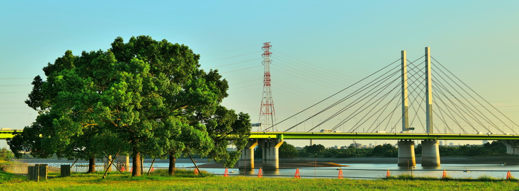 「このぉ～木、何の木、気になる気になるぅ～」と幸魂大橋