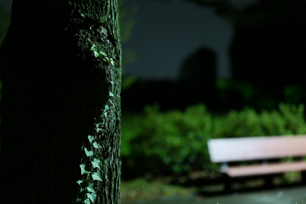 深夜散歩