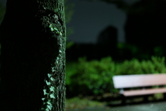 深夜散歩