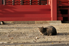 三芳野神社の猫様