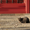 三芳野神社の猫様