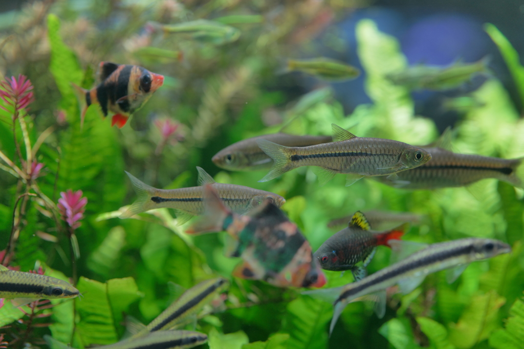 悩みのない魚たち・その1