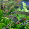 悩みのない魚たち・その1