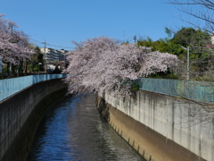 青い空と桜の色と川の流れを見る。そして、二度寝したくなる。