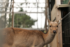 生まれてから死ぬまでニホンジカ
