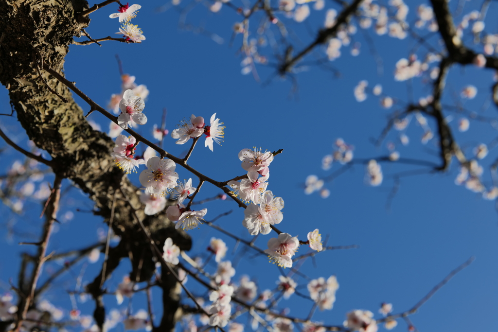 梅か桃か桜か