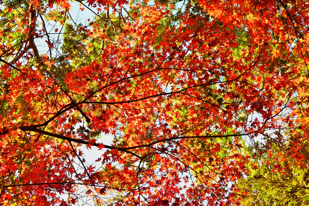 空を泳ぐ金魚のような紅葉