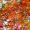空を泳ぐ金魚のような紅葉