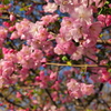 花びら拾って帰ろうかな