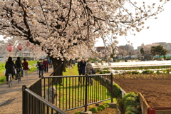 桜とデート