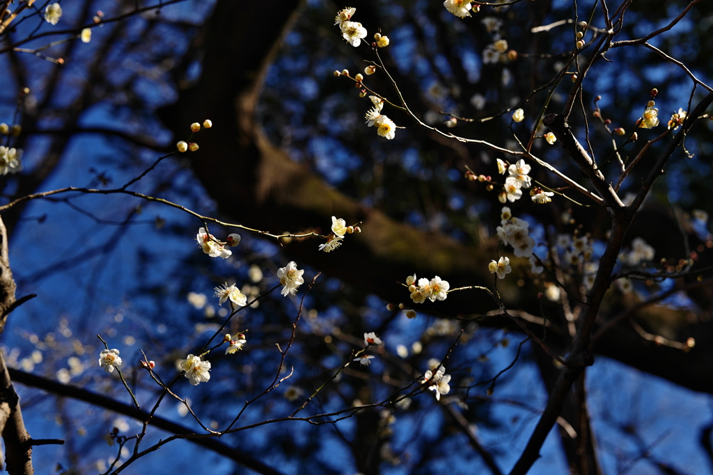 空中にはじける梅の花