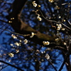 空中にはじける梅の花