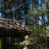 梅か桃か桜か