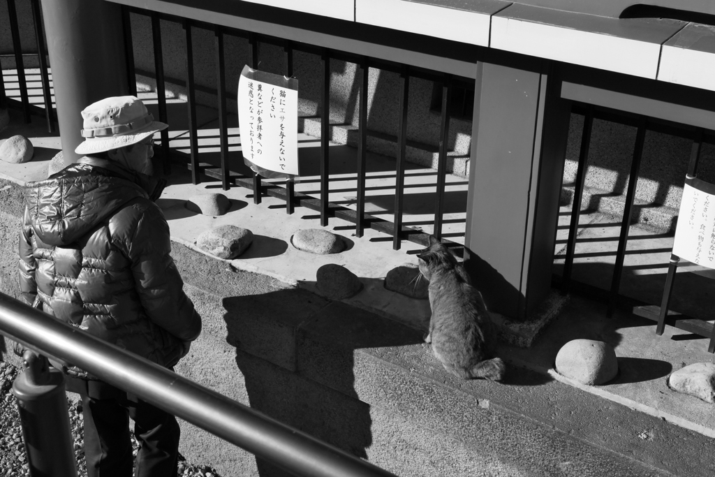 自ら掲示の説明に来た猫と、それを聞きに来た人間。