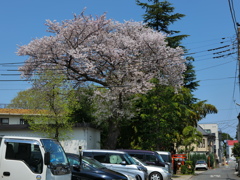  豊川稲荷の桜