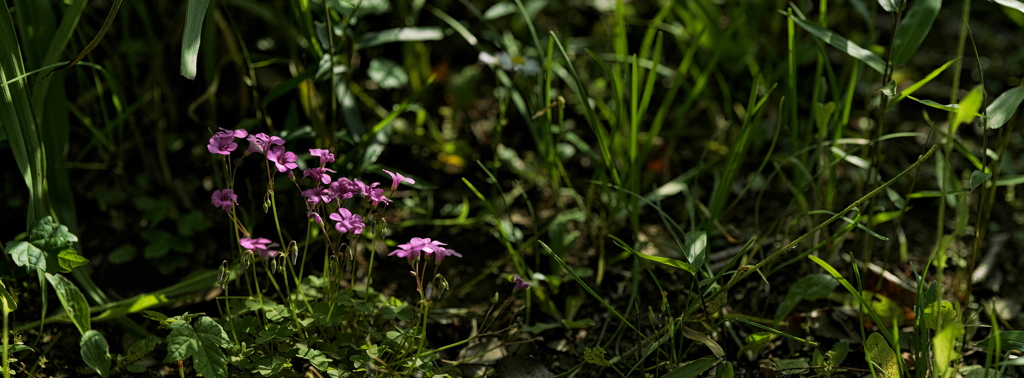 草花の緑低