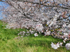 戸田桜づつみ