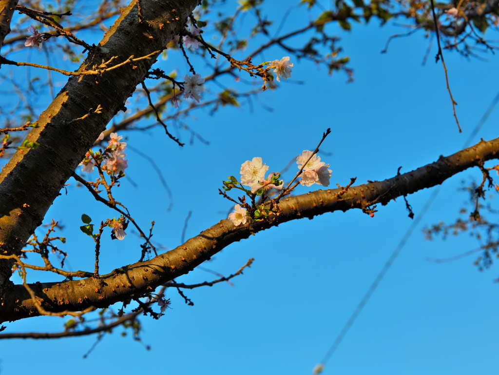 十月桜かな？