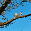 十月桜かな？