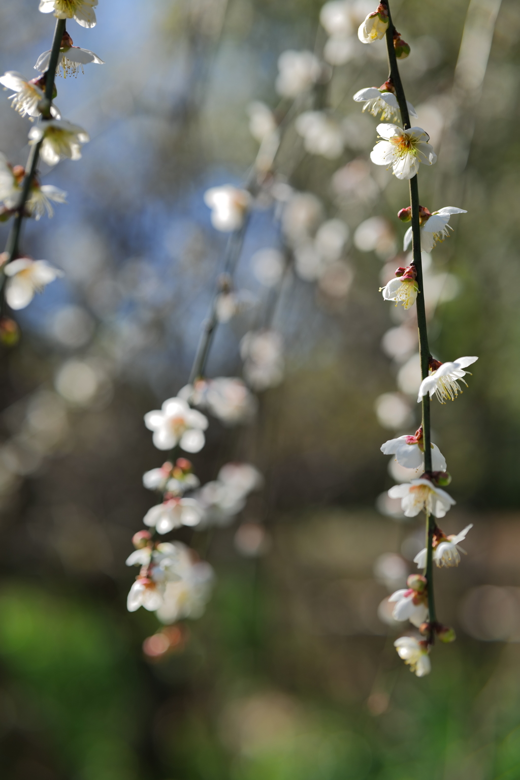 梅か桃か桜か