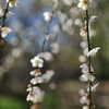 梅か桃か桜か