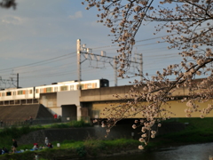 夕時の電車と桜