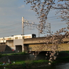 夕時の電車と桜