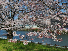 戸田桜づつみ