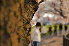 小さく顔を出す桜