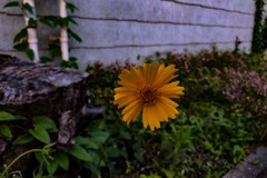 黄色い花