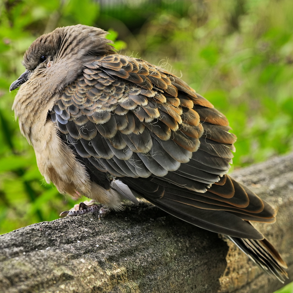 鳥だけにトリミングしてみた＿1