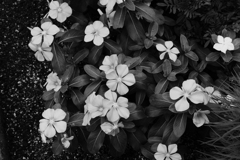 花を咲かせる者と見つける者