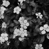 花を咲かせる者と見つける者