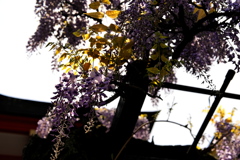 藤の花