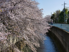 橋から桜を眺め