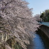 橋から桜を眺め